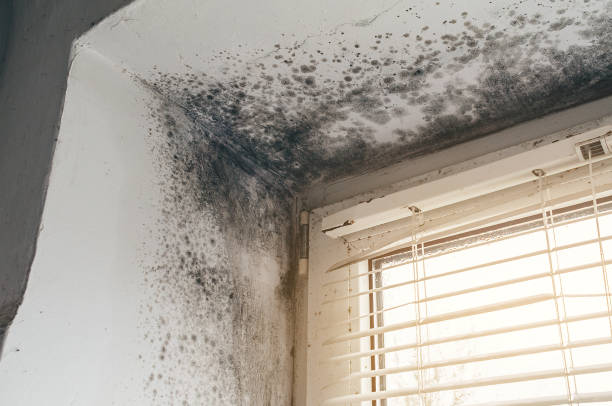 Affordable Mold Cleanup solutions in Annandale, VA