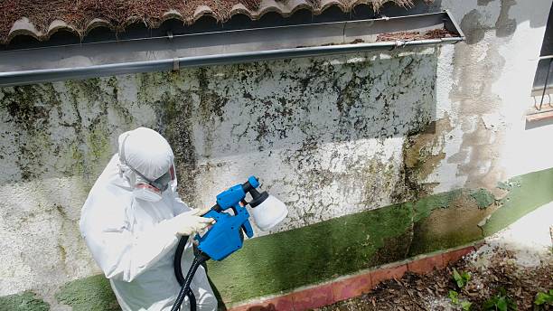 Top rated local Mold Cleanup specialists in Annandale, VA